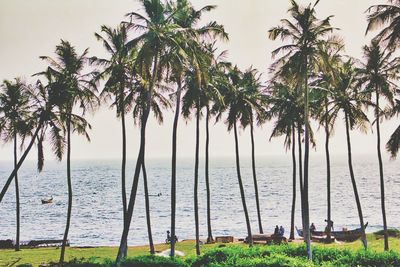 Palm trees on beach against clear sky