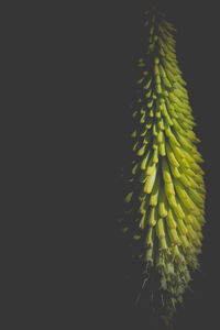 Close-up of succulent plant against black background