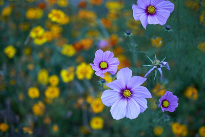 Close-up of flowers