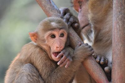 Close-up of monkey in monkey cave, chiang rai, thailand