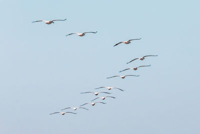 Pelicans flying