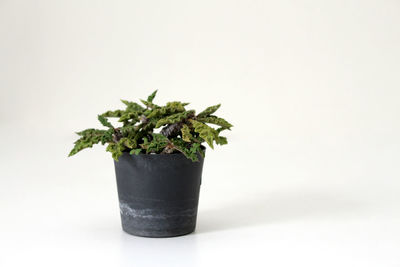 Close-up of potted plant against white background