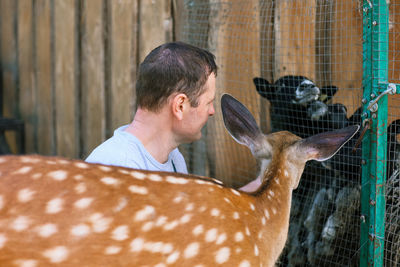 A man feeding cute spotted deer bambi at contact zoo.