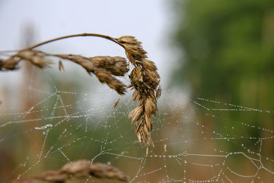 Close-up of spider on web