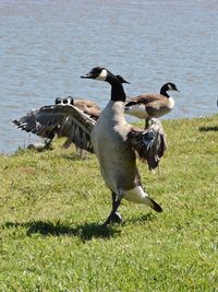 Birds perching on grass by lake