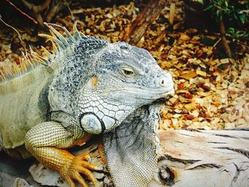 High angle view of iguana on wood at field