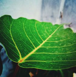 Close-up of fresh green leaf