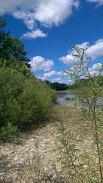 Scenic view of trees against sky