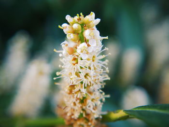 Close-up of white flowers