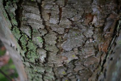 Close-up of lichen on tree trunk