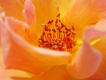 Close-up of orange rose flower