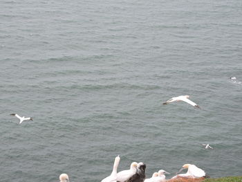 Seagull flying over sea