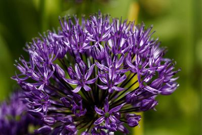 Close-up of purple flowering plant