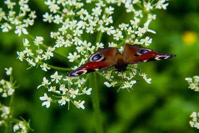 Close-up of butterfly on red flower