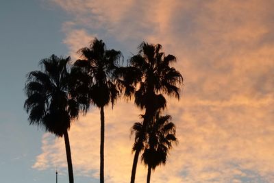 Low angle view of palm trees against cloudy sky