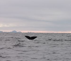 View of duck swimming in sea