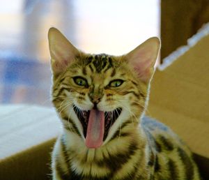 Close-up portrait of cat