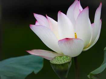 Close-up of pink water lily