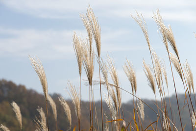 Close-up of wheat growing on field against sky