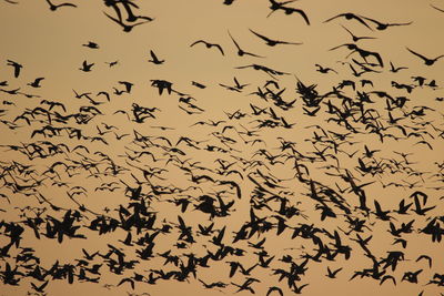 Low angle view of birds in flight