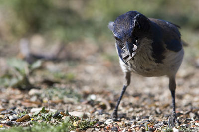 Close-up of western scrub jay collecting seeds on field