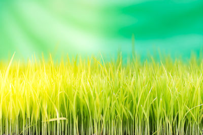 Close-up of crops growing on field against sky