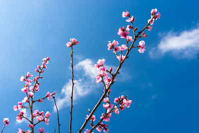 Ripening cherry blossoms on a tree against the background of a blue, spring sky.