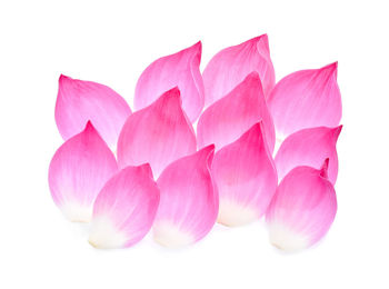 Close-up of pink flowers against white background