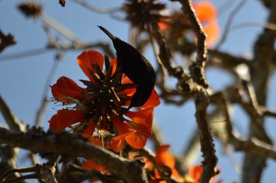 Close-up of leaves on tree