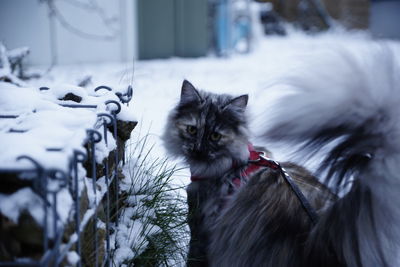 Portrait of a cat on snow