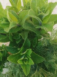 High angle view of fresh green plant