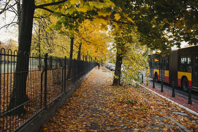 Footpath amidst trees during autumn