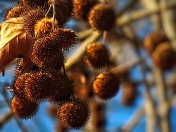 Close-up of fruits against sky