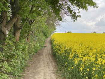 Field in full bloom with little trail
