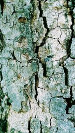 Full frame shot of tree trunk