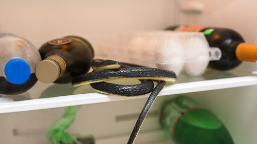 A black poisonous snake is lying on a glass shelf in the refrigerator next to the food.