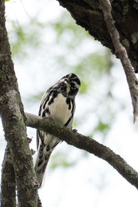 Close-up of bird perching on tree against sky