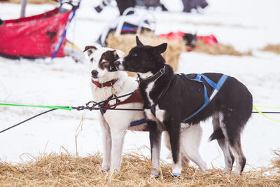 Beautiful alaska husky dogs resting during a sled dog race. long distance sled dog race in norway.