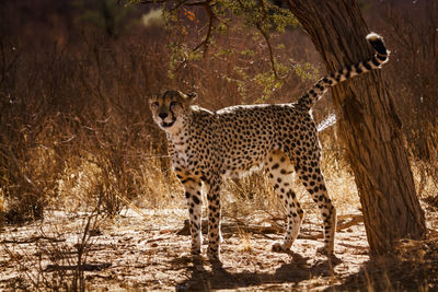 Close-up of cheetah