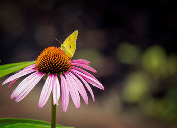 Close-up of butterfly pollinating on purple coneflower