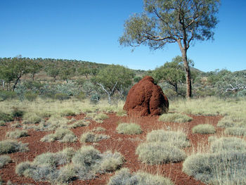 A big termite colony nest or mound in the landscape