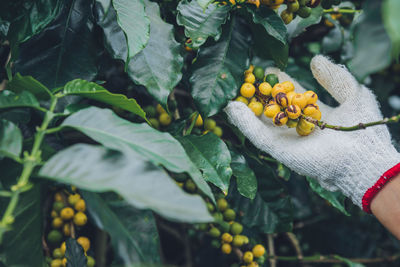 Close-up of yellow berries on plant