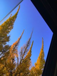 Low angle view of trees against clear blue sky