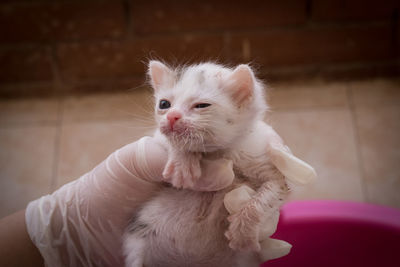 Close-up of a cat looking away