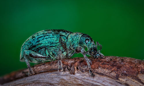 Close-up of insect on rock