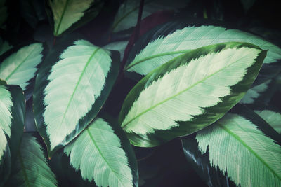 Close-up of fresh green leaves