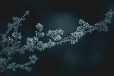 Close-up of frozen plant