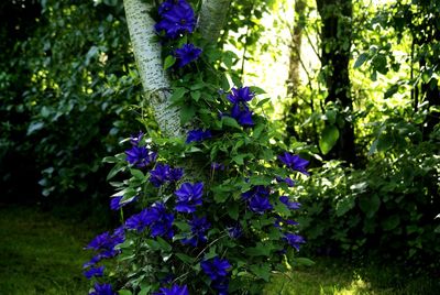 Close-up of purple flowers