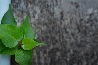 Close-up of fresh green leaves against wall