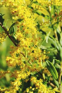 Close-up of flowers on tree